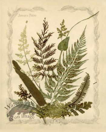 Jamaican Fern 03